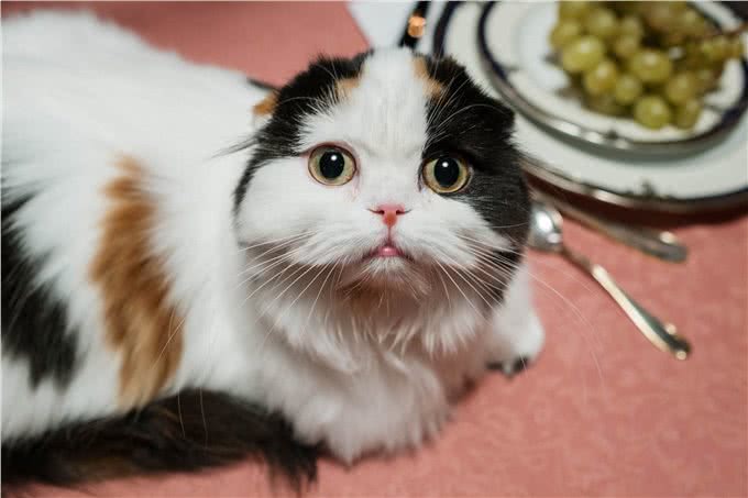 猫的品种有哪些?05苏格兰折耳猫