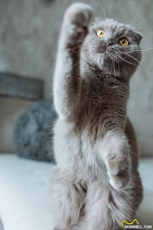 猫的品种有哪些?05苏格兰折耳猫