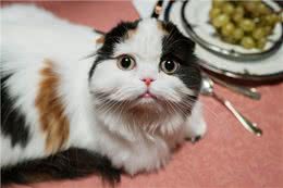 猫的品种有哪些?05苏格兰折耳猫