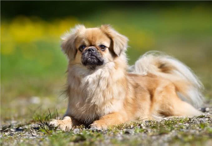 西藏猎犬怎么养?西藏猎犬的喂养与护理宝典!