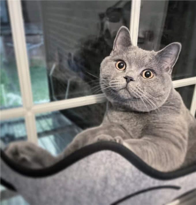英短蓝猫为什么这么多人养?这几点太真香了
