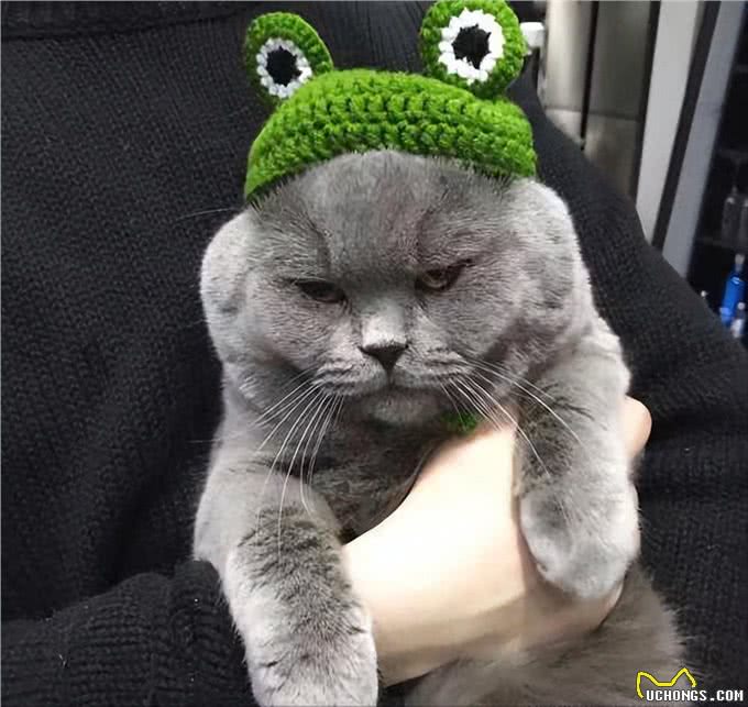 英短蓝猫为什么这么多人养?这几点太真香了