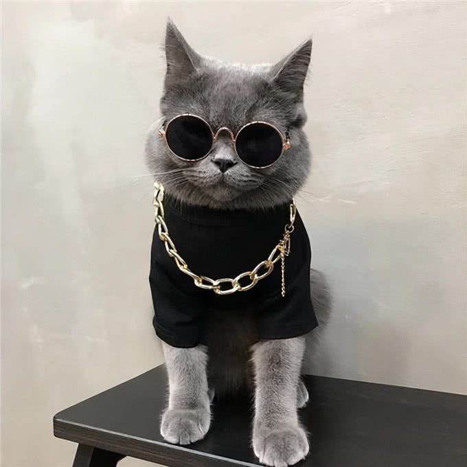英短蓝猫为什么这么多人养?这几点太真香了