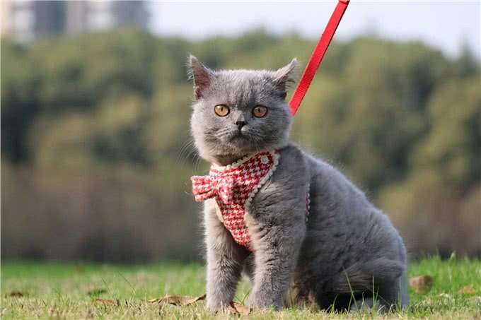 英短蓝猫为什么这么多人养?这几点太真香了
