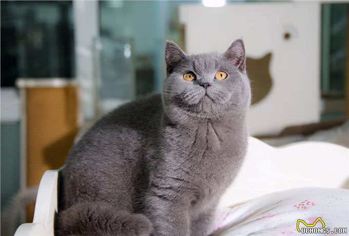 英短蓝猫为什么这么多人养?这几点太真香了