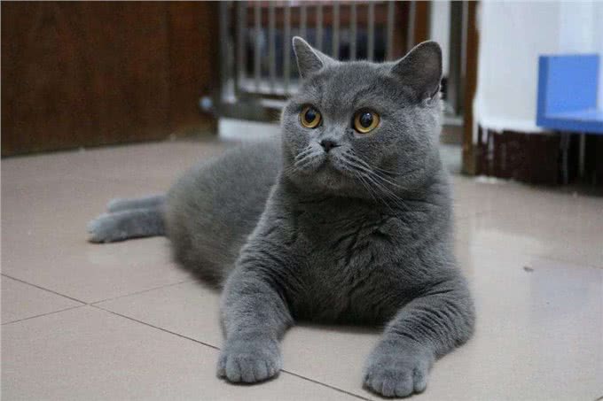 英短蓝猫为什么这么多人养?这几点太真香了