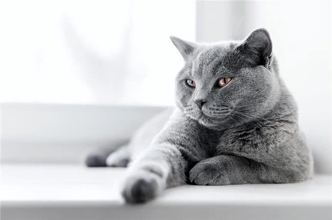 英短蓝猫为什么这么多人养?这几点太真香了