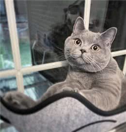 英短蓝猫为什么这么多人养?这几点太真香了