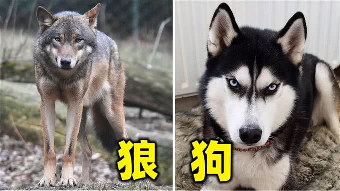 同是犬科动物，为何狼的配偶只有一个，而狗的配偶却数不清?