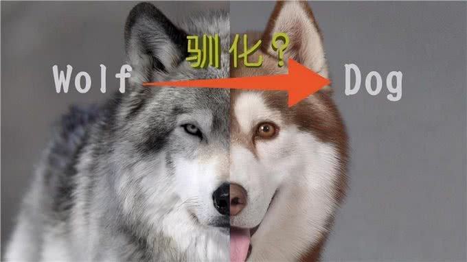 同是犬科动物，为何狼的配偶只有一个，而狗的配偶却数不清?