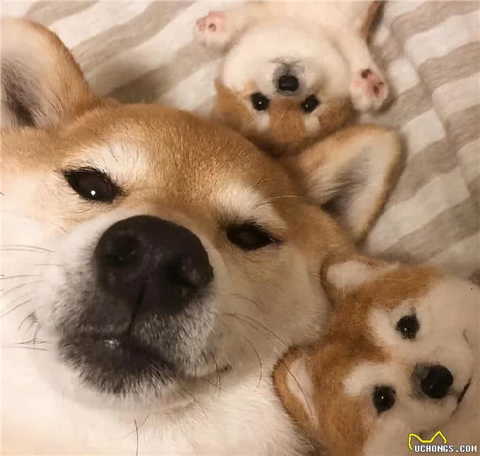 同是犬科动物，为何狼的配偶只有一个，而狗的配偶却数不清?