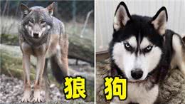 同是犬科动物，为何狼的配偶只有一个，而狗的配偶却数不清?
