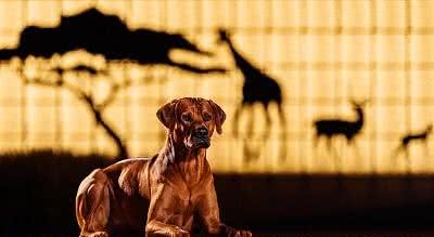 全球禁止的5种凶猛犬种:它们为什么这么好斗?