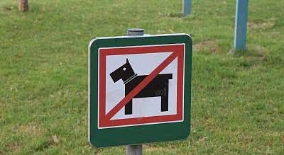 全球禁止的5种凶猛犬种:它们为什么这么好斗?