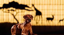 全球禁止的5种凶猛犬种:它们为什么这么好斗?
