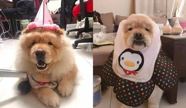 阿嫲抱狗狗过来打招呼，这柯基的身材，都快赶上松狮犬了