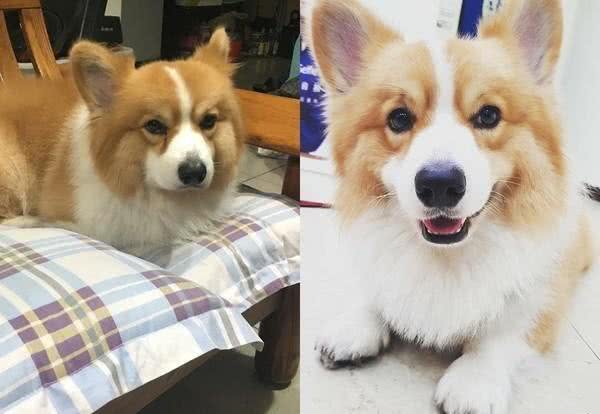 阿嫲抱狗狗过来打招呼，这柯基的身材，都快赶上松狮犬了
