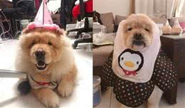 阿嫲抱狗狗过来打招呼，这柯基的身材，都快赶上松狮犬了