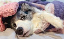 春天渐行渐近，然而狗狗感冒的风险随之而来，我们应当如何应对?