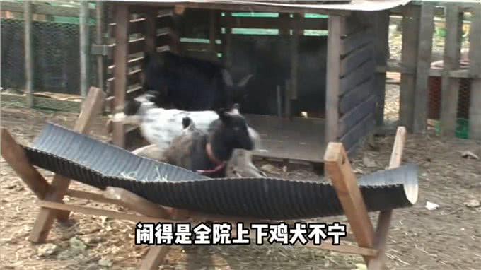 狗狗趁妻子怀孕沾花惹草得挨揍—萌宠