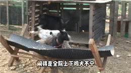 狗狗趁妻子怀孕沾花惹草得挨揍—萌宠