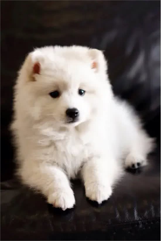 狗狗得了心脏病怎么办?超详细!