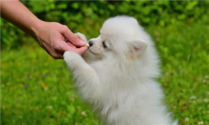 狗狗在不同的年龄段，应该如何喂食?