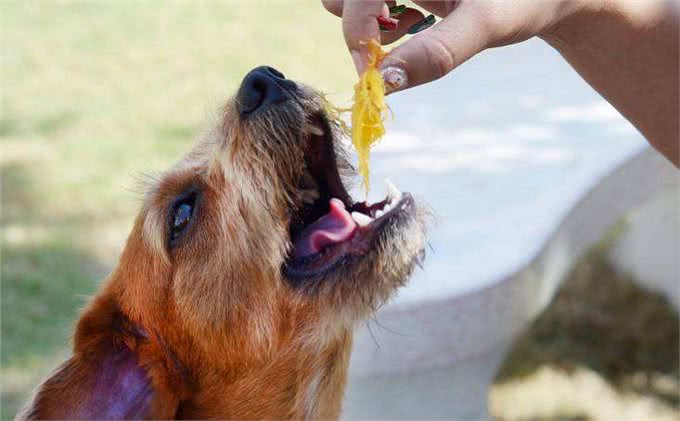 狗狗在不同的年龄段，应该如何喂食?