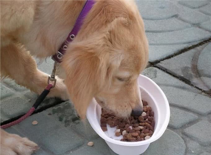狗狗在不同的年龄段，应该如何喂食?