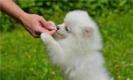狗狗在不同的年龄段，应该如何喂食?