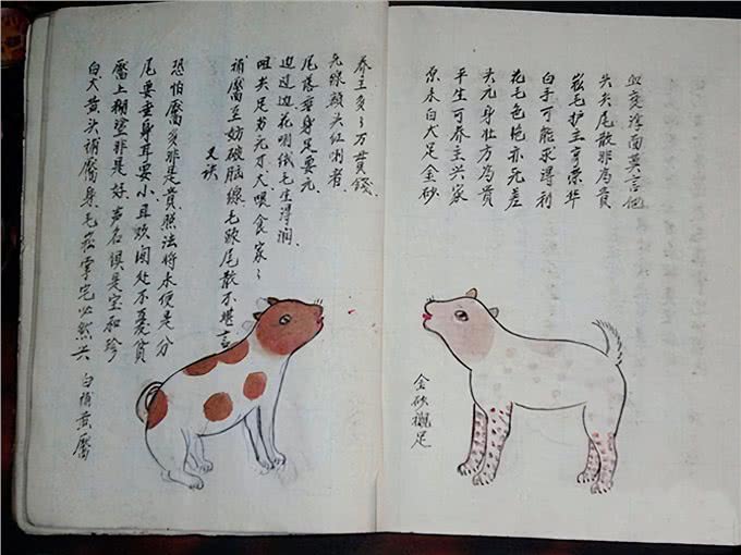 老祖宗:挑狗术，口诀教你挑到好狗，照着养错不了!