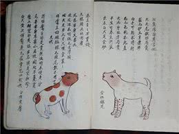 老祖宗:挑狗术，口诀教你挑到好狗，照着养错不了!