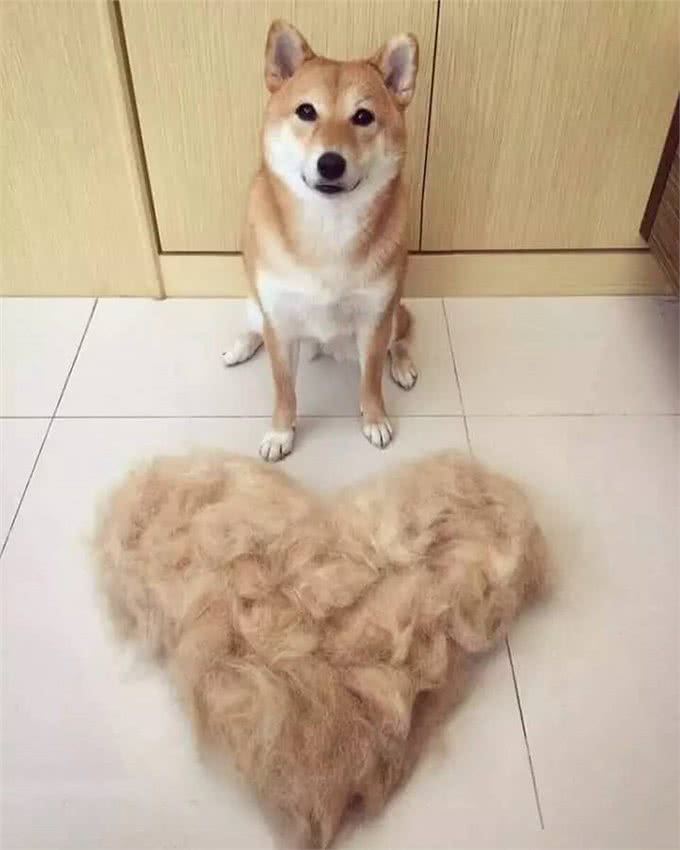 处理爱犬毛发的正确姿势