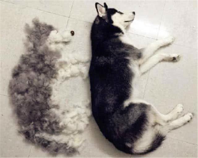 处理爱犬毛发的正确姿势