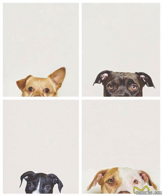 处理爱犬毛发的正确姿势