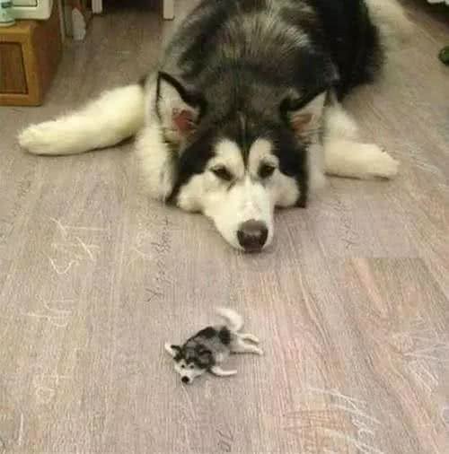 处理爱犬毛发的正确姿势