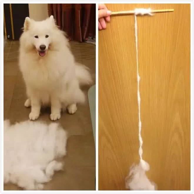 处理爱犬毛发的正确姿势