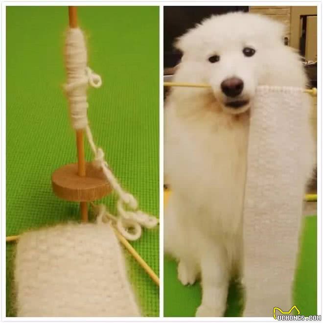 处理爱犬毛发的正确姿势