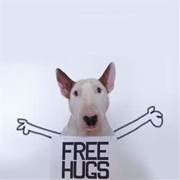 处理爱犬毛发的正确姿势