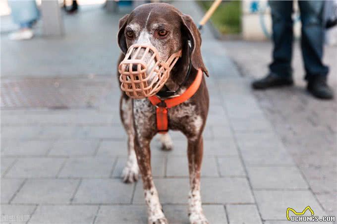 想拥有一只温顺乖巧的爱犬吗?牢记与它朝夕相处的9条规则