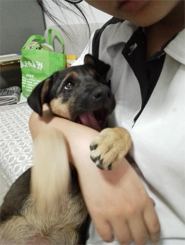 应该如何接种狗疫苗?打疫苗的五个注意事项!