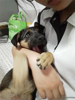 应该如何接种狗疫苗?打疫苗的五个注意事项!