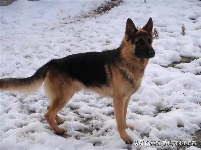 冬季狗狗关节炎，怎么办?