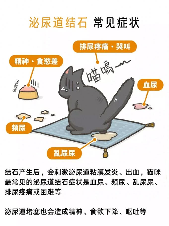 宠物尿道里的结石可以自行溶解吗?