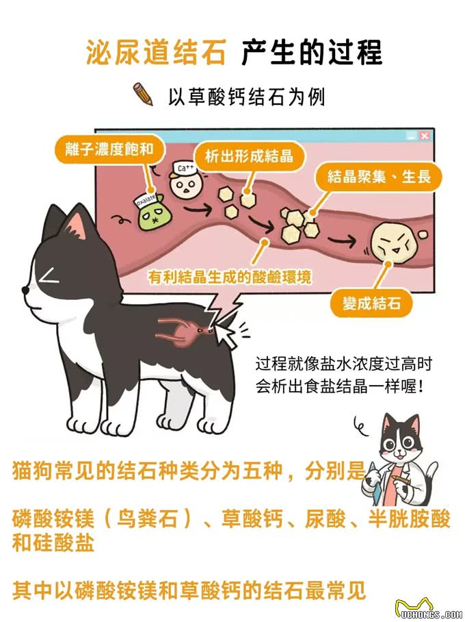 宠物尿道里的结石可以自行溶解吗?