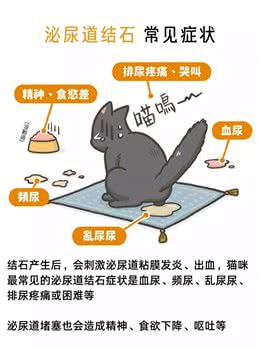 宠物尿道里的结石可以自行溶解吗?