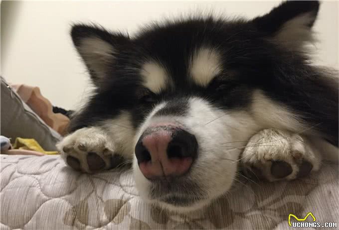 有小孩也能养狗!这10种狗狗陪伴再合适不过了