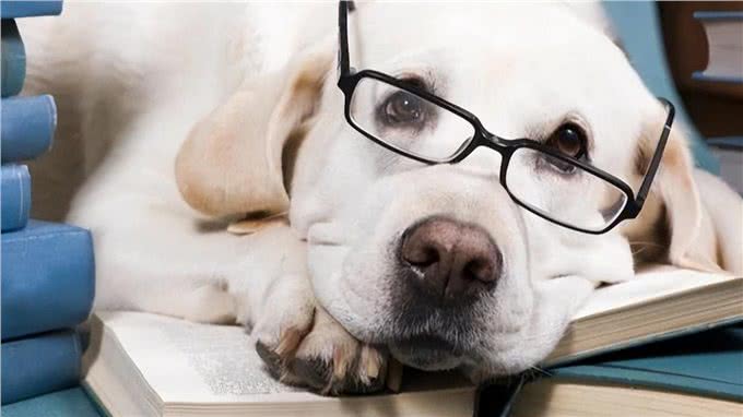 狗狗智商大揭秘:它们真的能理解你吗?你家狗狗智商有多高?