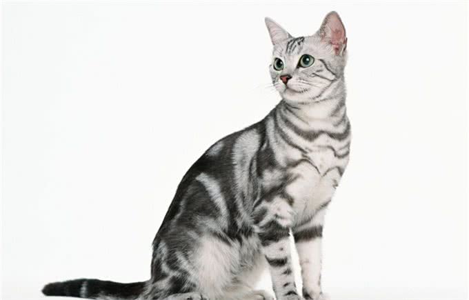 美国短毛猫到底是怎样的一个品种?如何鉴别?