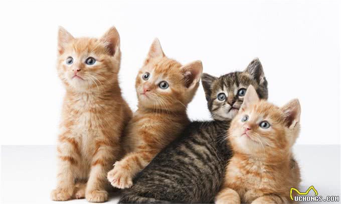 美国短毛猫到底是怎样的一个品种?如何鉴别?